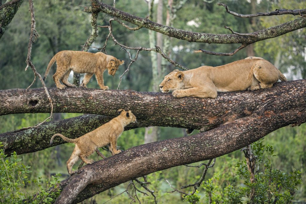 5 Days Safari to Lake Manyara, Serengeti, Ngorongoro and Tarangire