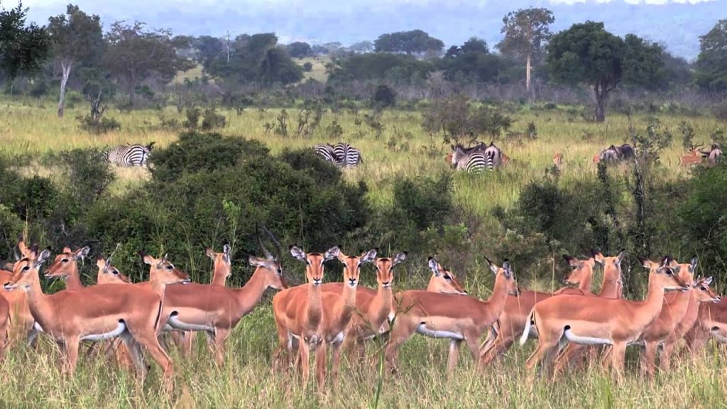 8 Days Safari to Mikumi National parks, Ruaha and Selous Game Reserve